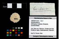 Foto (Objekt + Etikett) von Goniodromites sp.  (NHMW-GEO-1990-0041-3333)